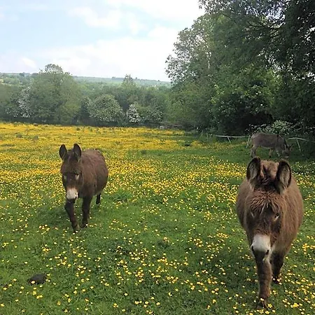 Lodge Carrigeen Glamping